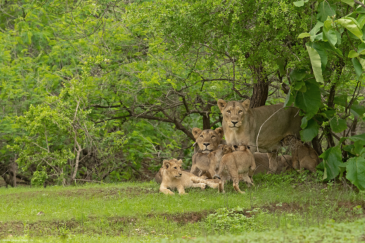 Devalia Park Gypsy Safari photo 5